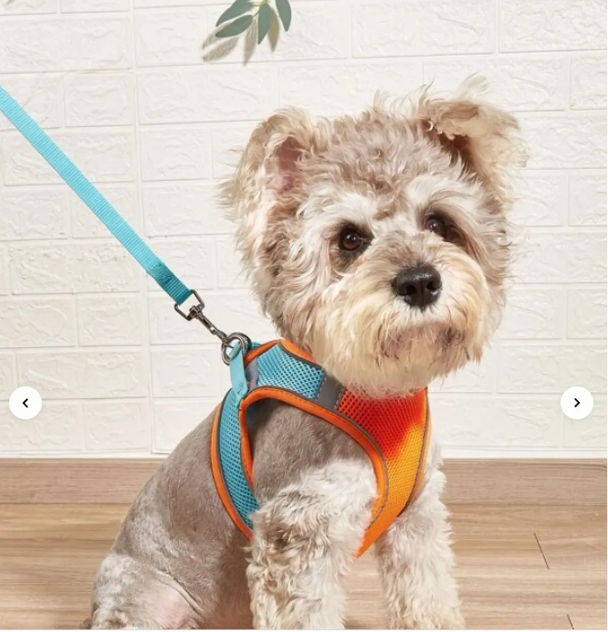 A cheerful dog, wearing a colorful harness, stands on a wooden floor against a light-colored wall. The focus is on the pet, suggesting a pet-friendly environment within the home.